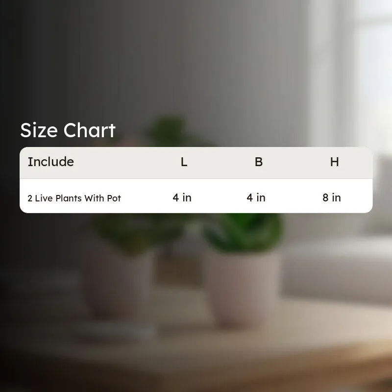 Greenkin Aglaonema Wishes & Snake Live Plants (Ivory) - Set Of Two media 10