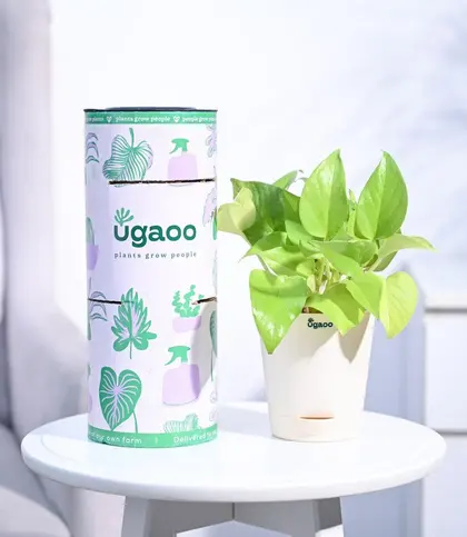 Live Plants