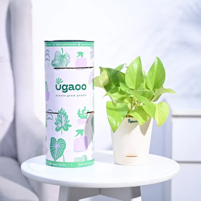 Ugaoo Money Plant Golden media 1