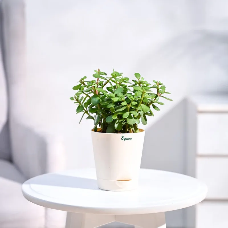 Ugaoo Jade Mini Plant-Small media 3