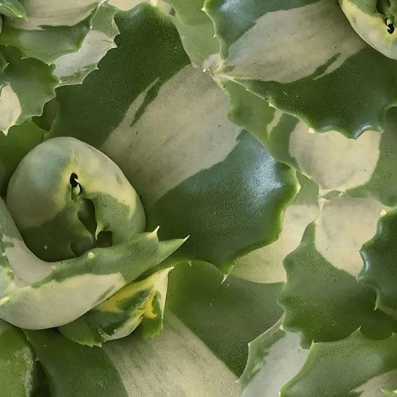 Ugaoo Agave Tropicana Plant media 4