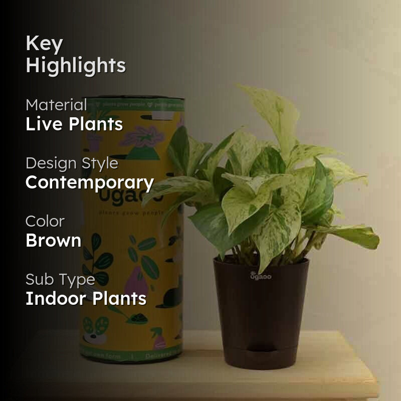 Ugaoo Money Plant Marble media 2