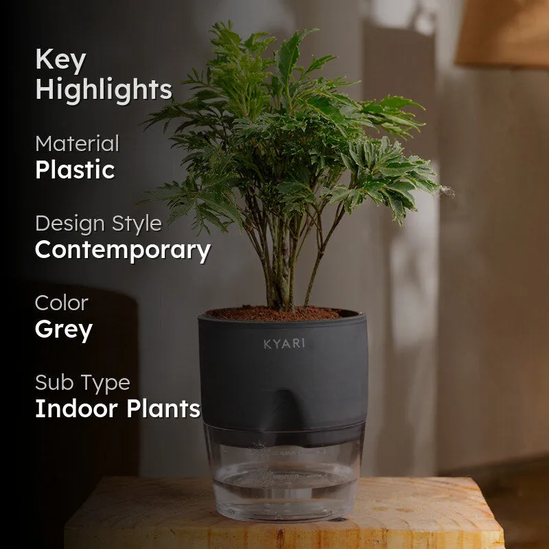 Kyari Aralia Green Plant With Self Watering Pot - Grey media 2