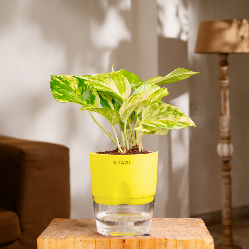 Kyari Money Variegated Plant With Self Watering Pot (Yellow) - 18 cm