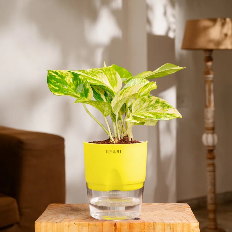 Kyari Money Variegated Plant With Self Watering Pot (Yellow) - 18 cm media 1