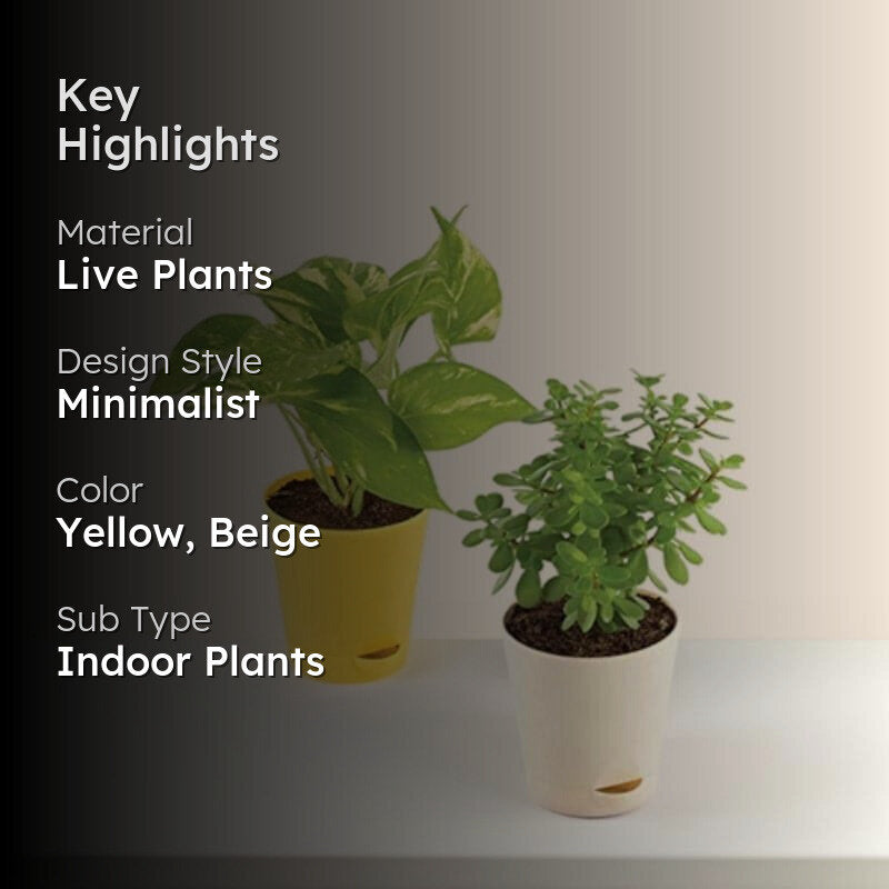 Ugaoo Jade & Variegated Money Indoor Plant With Pot - Set Of Two media 2
