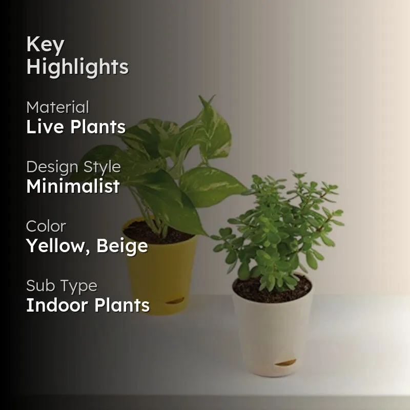 Jade and variegated money plants displayed in yellow and white pots