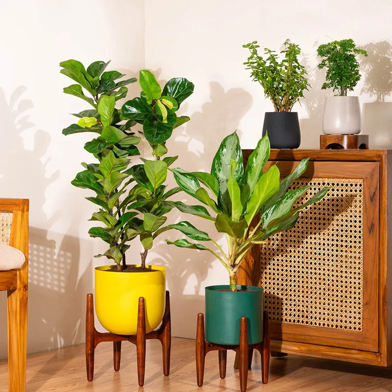Kyari Calathea Plant With Metal Self Watering Pot (Blue) - 2 Feet media 4