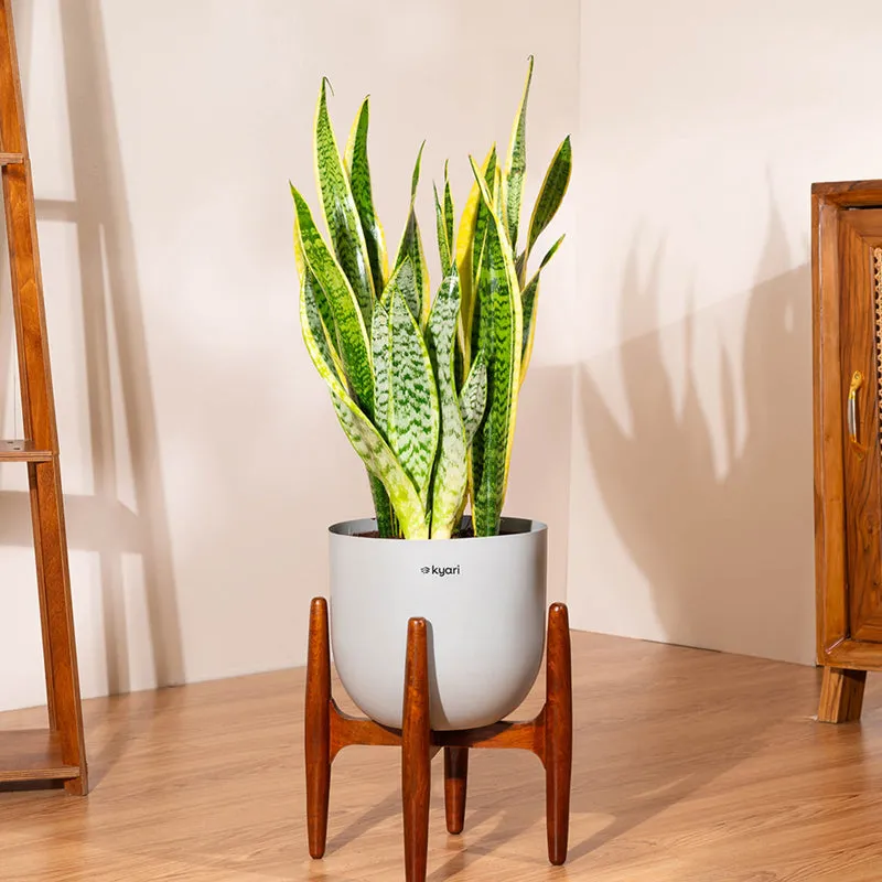 Kyari Sansevieria Zeylanica Golden Snake Plant With Metal Self Watering Pot (Grey) - 2.4 Feet media 1