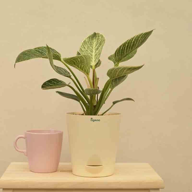 Ugaoo Philodendron Birkin Plant - Medium media 4