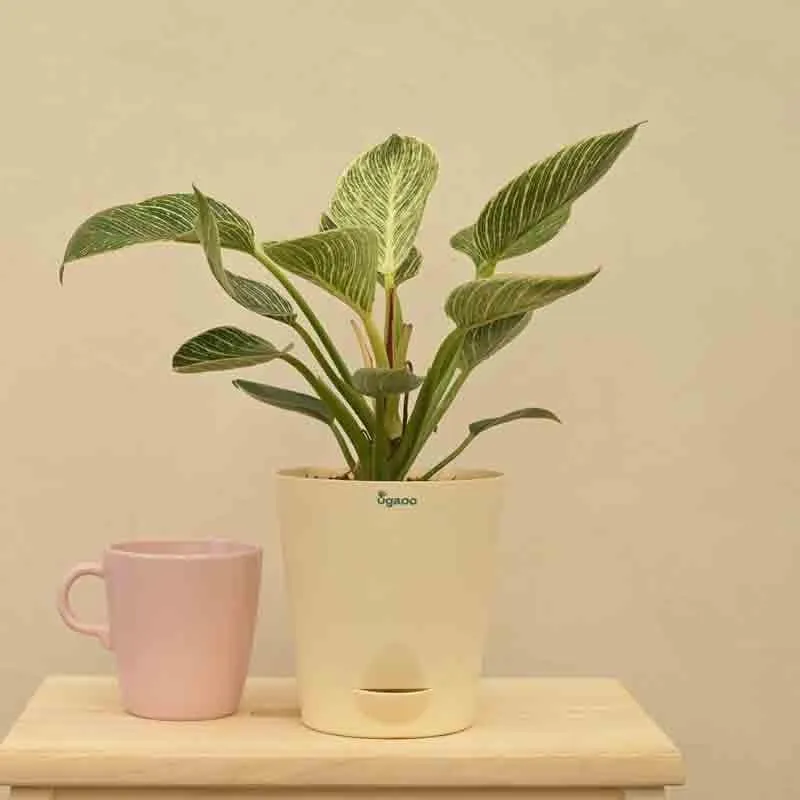 Ugaoo Philodendron Birkin Plant - Medium media 4