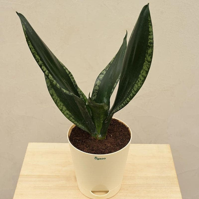 Ugaoo Sansevieria Whitney - Snake Plant media 5