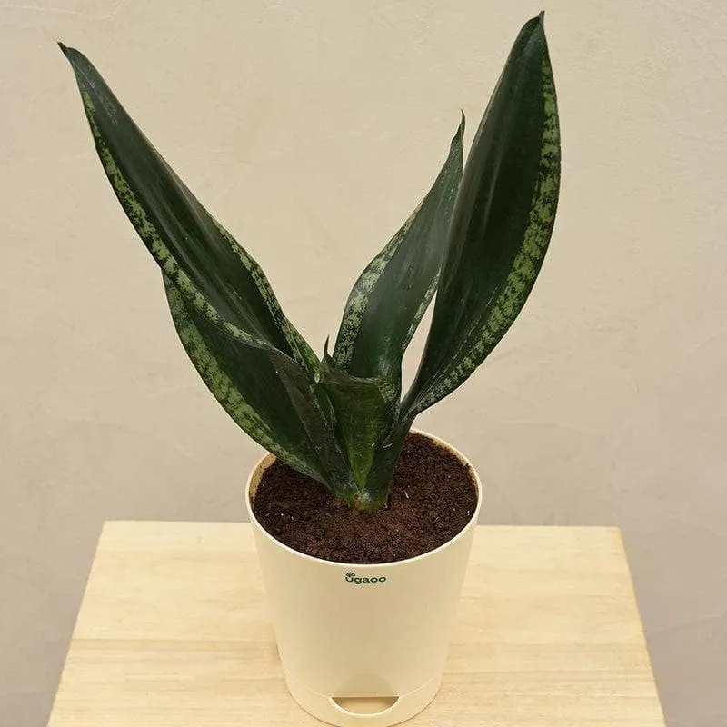 Ugaoo Sansevieria Whitney - Snake Plant media 5