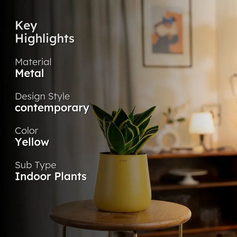 Kyari Golden Hahnii Snake Plant With Metal Self Watering Pot - Yellow media 2
