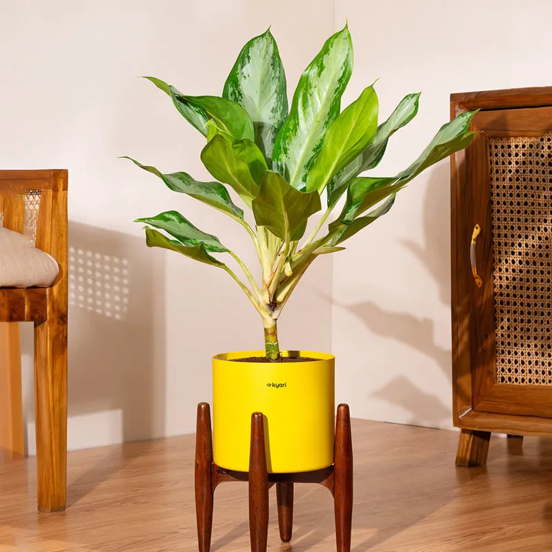 Kyari Aglonema Ice Plant With Metal Self Watering Pot (Yellow) media 1