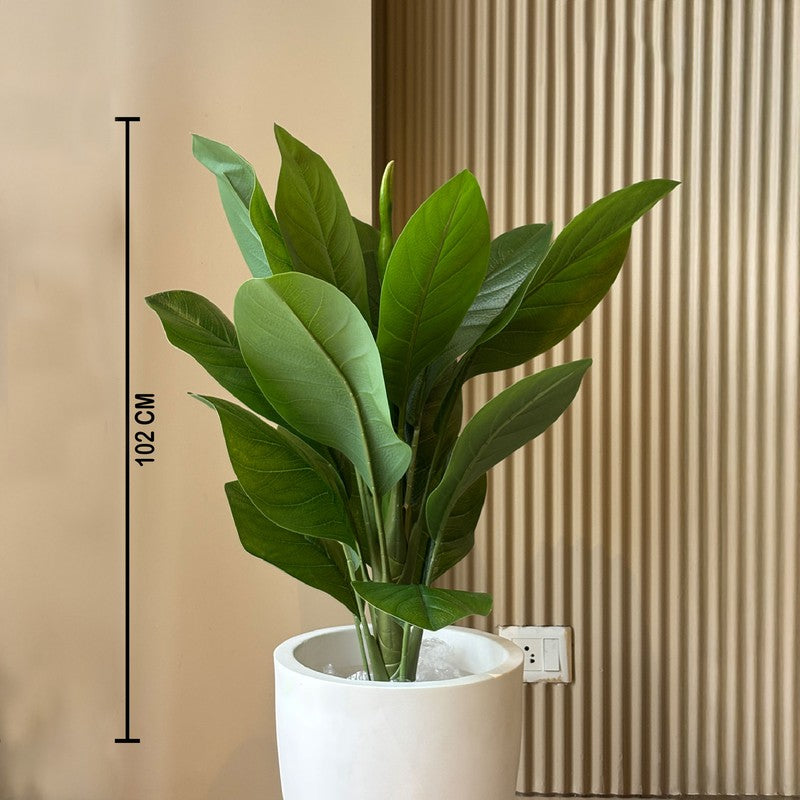 Tourist Banana Plant With Black Plastic Pot - 102 cm (3.3 ft) media 8