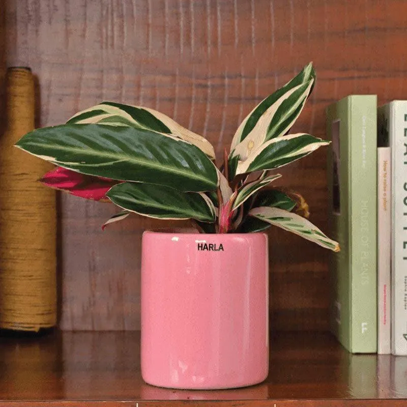 Ugaoo Lilac Stories Ceramic Pot (Magenta) - Set Of Three media 5