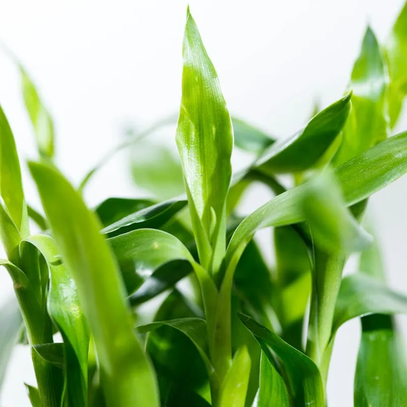 Ugaoo Lucky Bamboo Plant - 3 Layer media 4