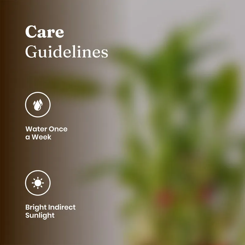 Kyari Lucky Bamboo With Self Watering Pot - White media 6