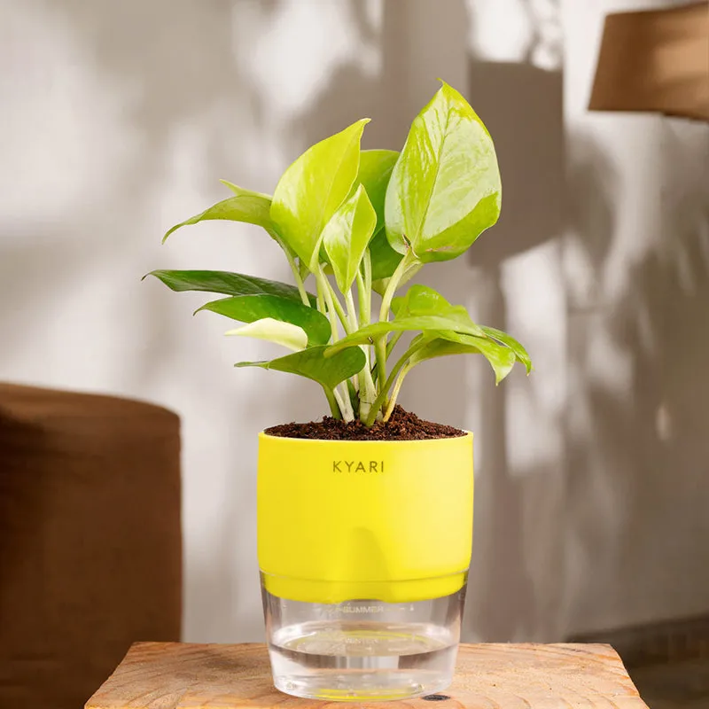 Kyari Golden Pothos With Self Watering Pot (Yellow) - 18 cm media 1