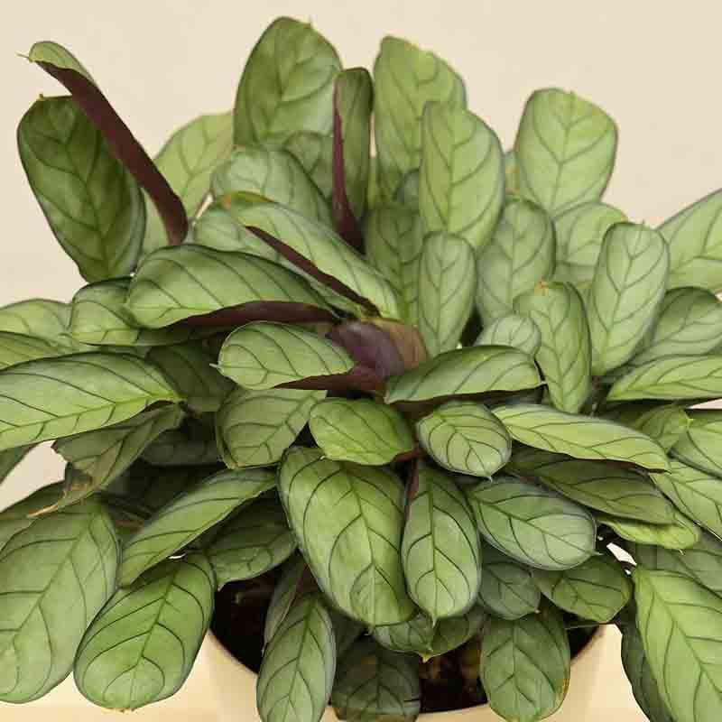 Ugaoo Calathea Prayer Plant - Medium media 6