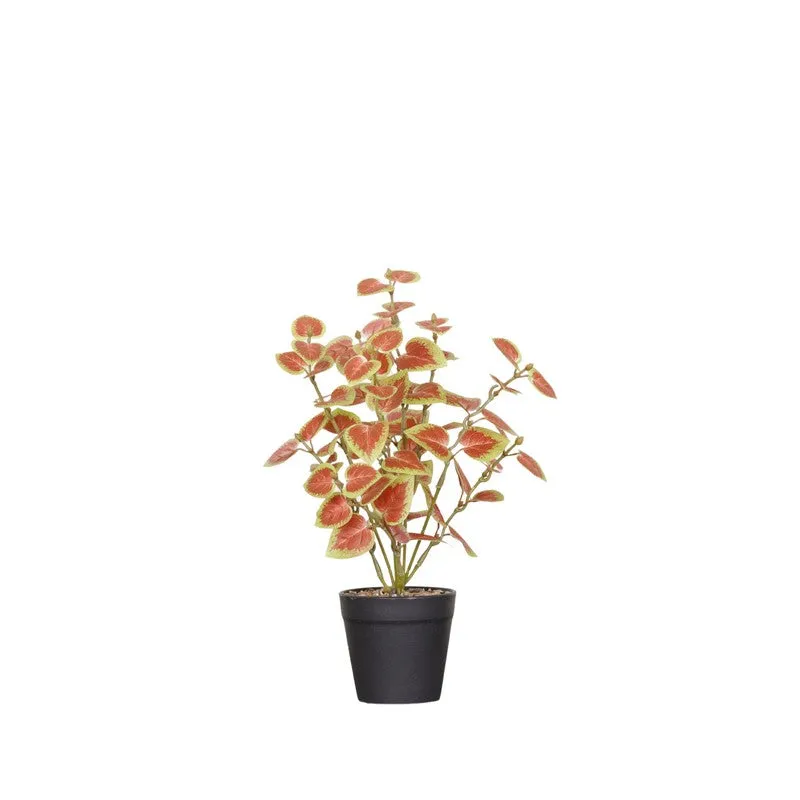 Artificial Natural Looking Coleous Big Plant With Black Fiber Pot (Brown) - 1.4 Feet media 4