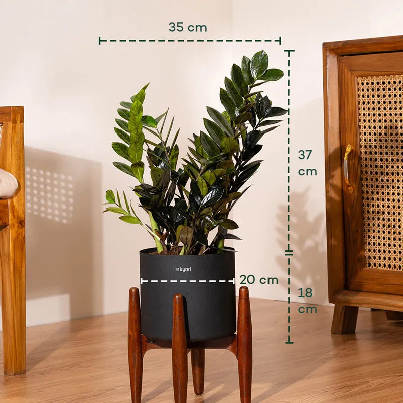 Kyari Black ZZ Plant With Metal Self Watering Pot (Black) media 5