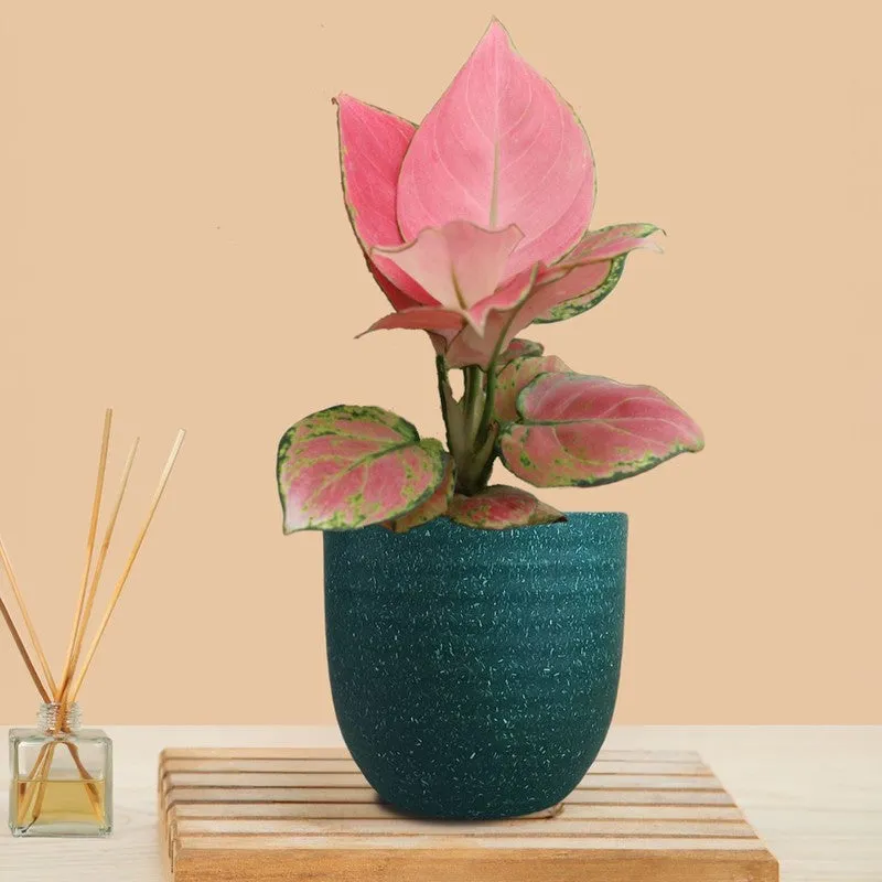 Greenkin Aglaonema Pink Live Plant - Green media 3