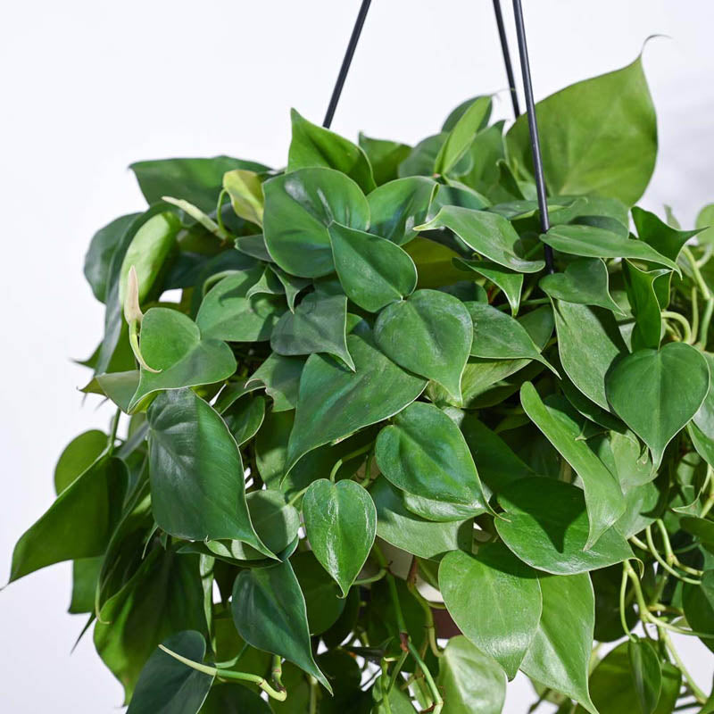 Ugaoo Philodendron Oxycardium Green With Hanging Pot media 5