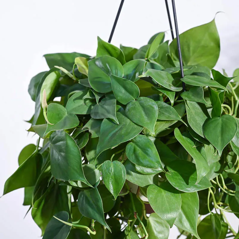 Ugaoo Philodendron Oxycardium Green With Hanging Pot media 5