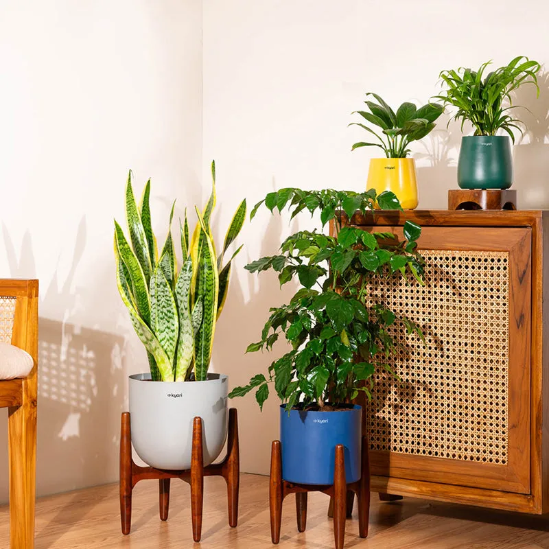 Kyari China Doll Plant With Metal Pot (Beige) - 2.5 Feet media 4