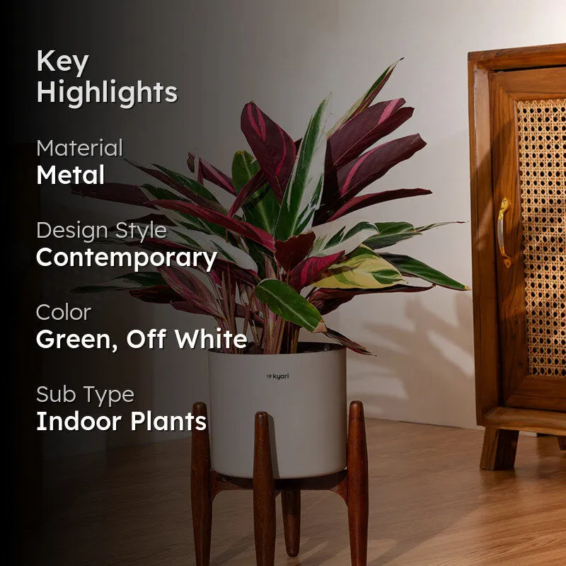 Kyari Calathea Plant With Metal Self Watering Pot (Cream) - 2 Feet media 2