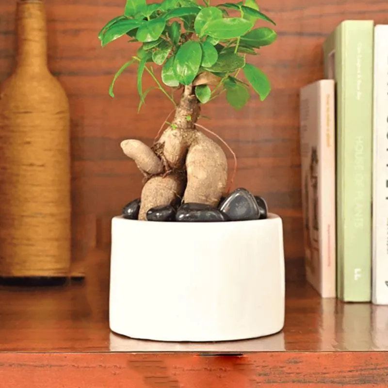 Ugaoo Lilac Stories 6021 White Ceramic Pot media 3