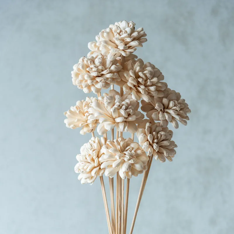 Close-up view of layered white solawood flowers on slender sticks