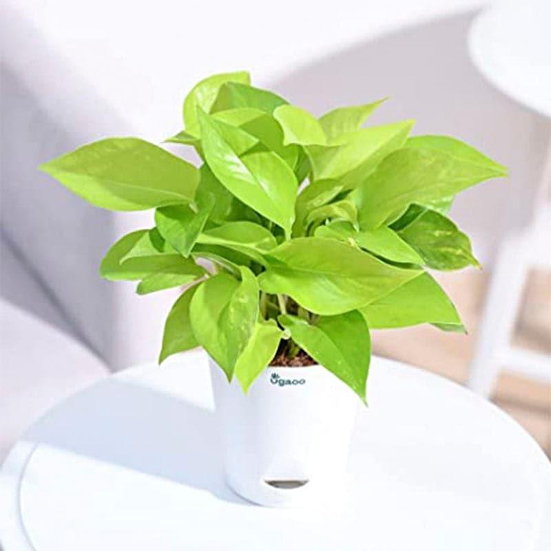 Live Plants