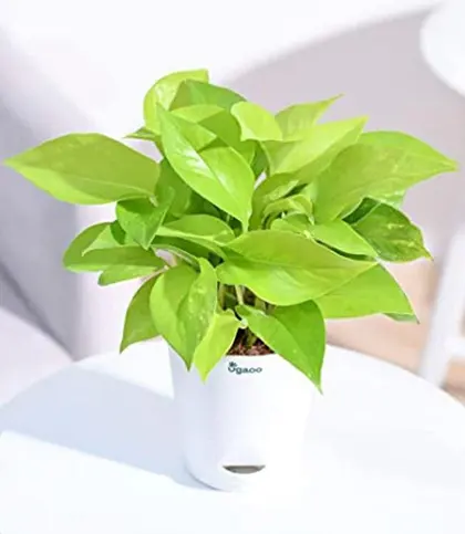 Live Plants