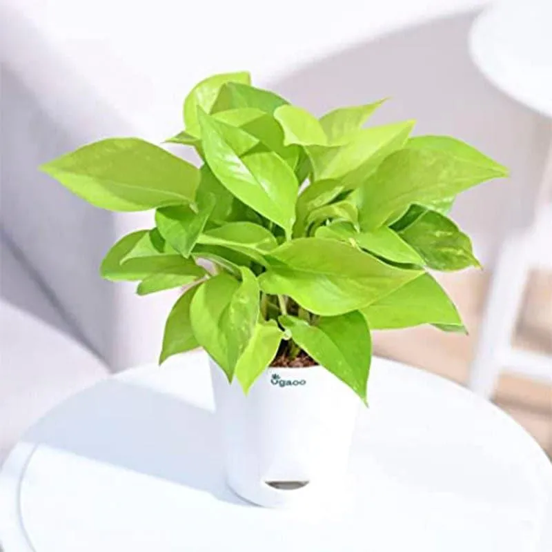 Ugaoo Money Plant With Self Watering Flower Pot media 1