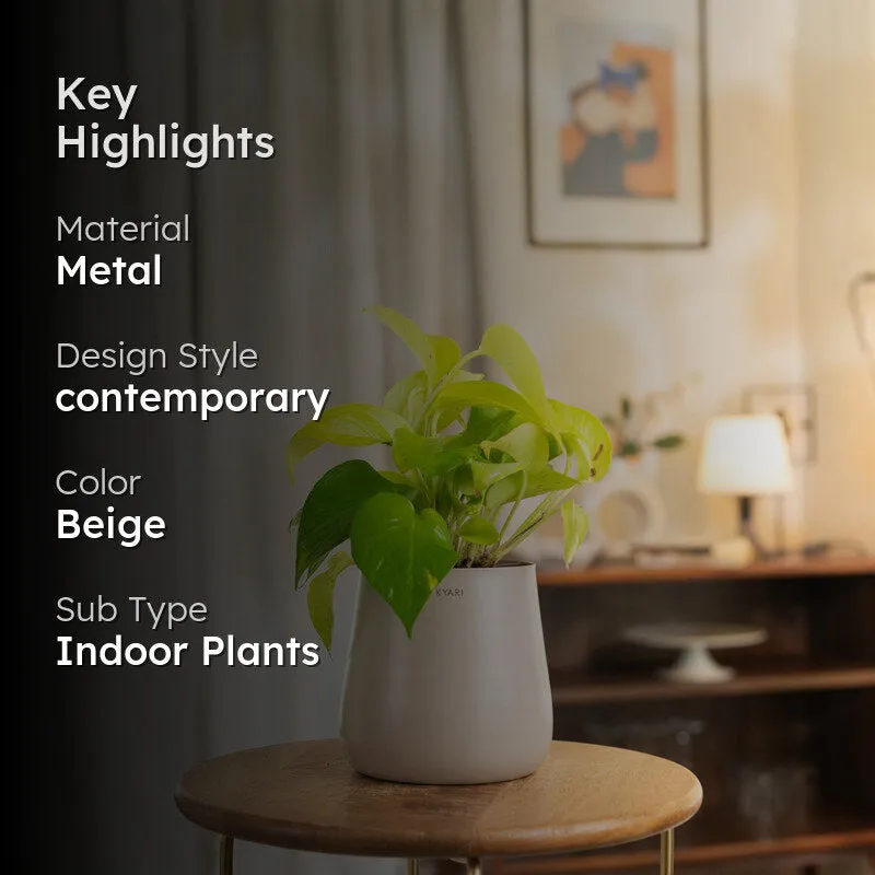 Kyari Golden Pothos Plant With Metal Self Watering Pot - Beige media 2