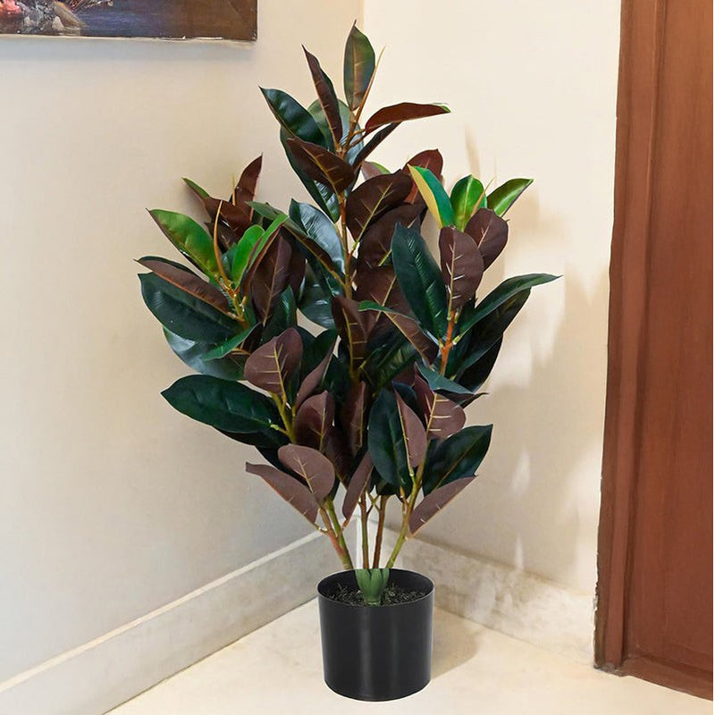 Faux Red Fig Rubber Plant With Black Plastic Pot - 2.79 ft media 3