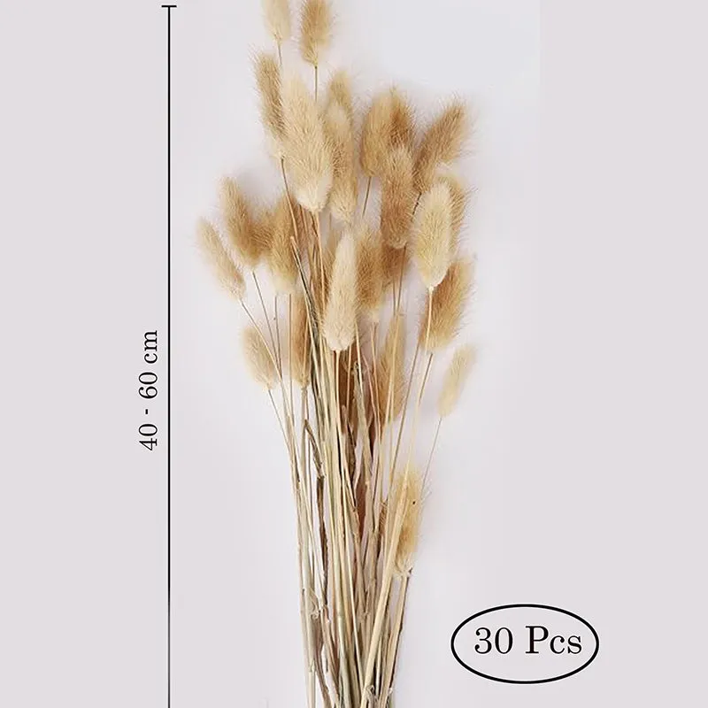 Cloudtail Dried Bunny Tail Stem (Brown) - Set Of Thirty media 5
