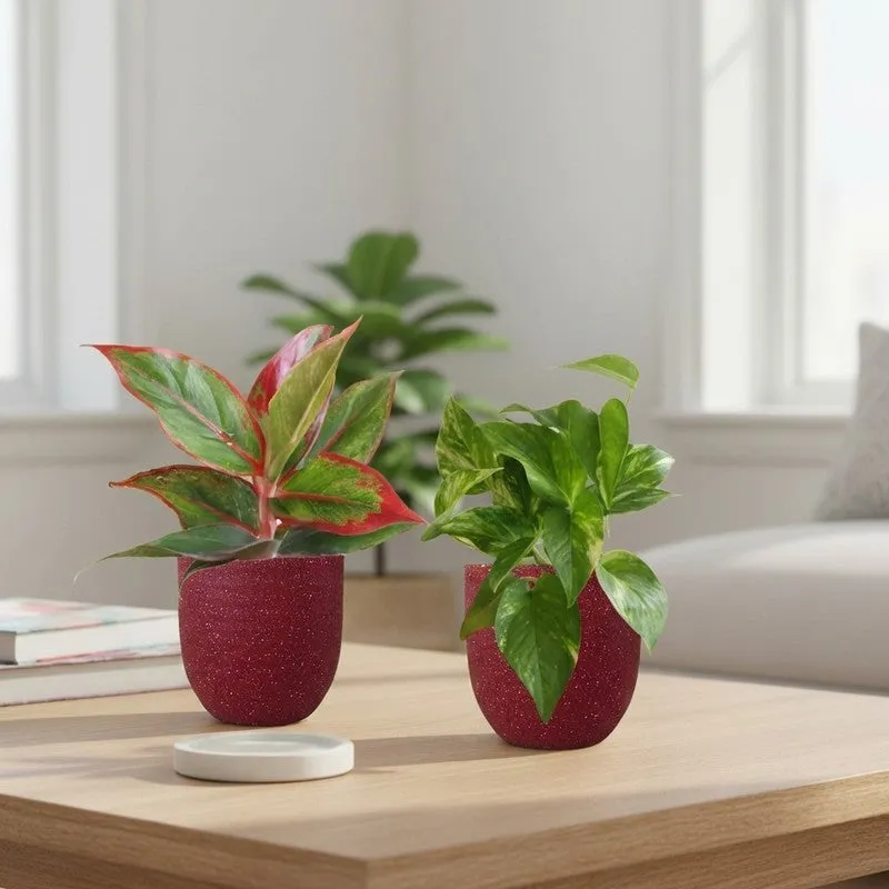 Greenkin Aglaonema & Gold King Live Plants (Red) - Set Of Two media 1