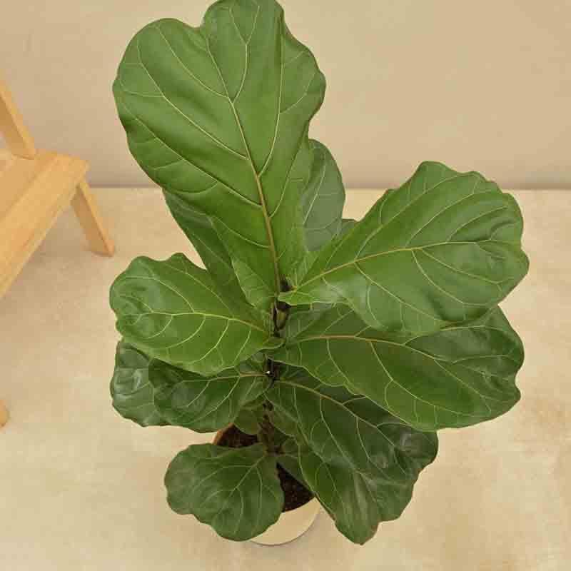 Ugaoo Fiddle Leaf Fig Plant media 6