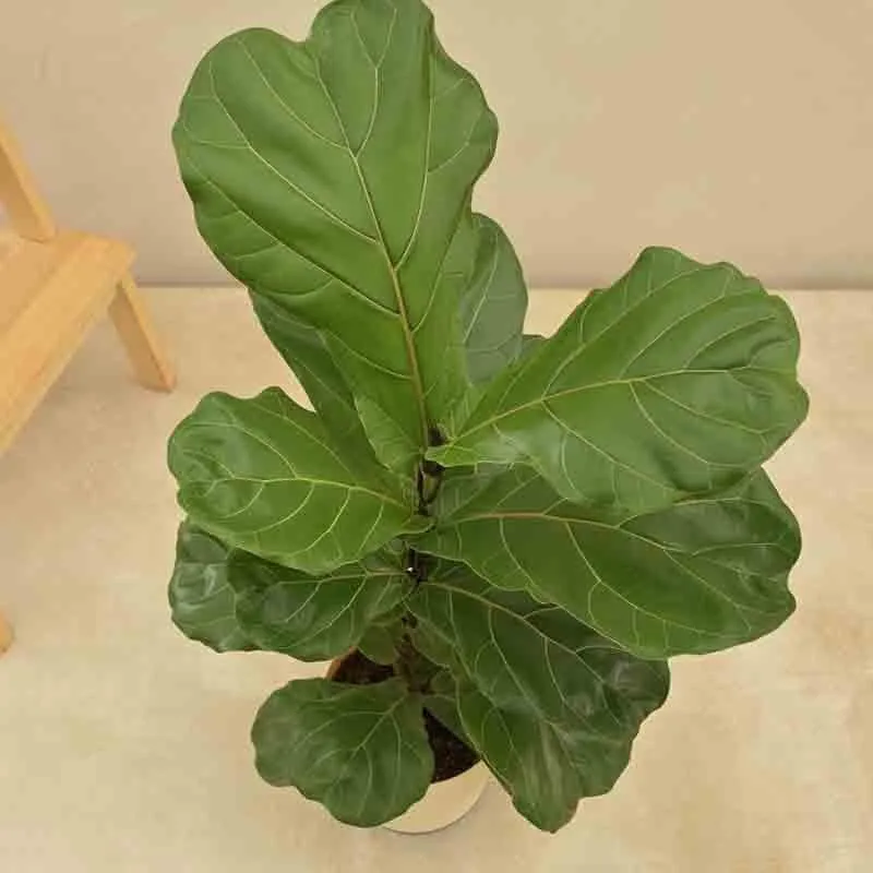 Ugaoo Fiddle Leaf Fig Plant media 6