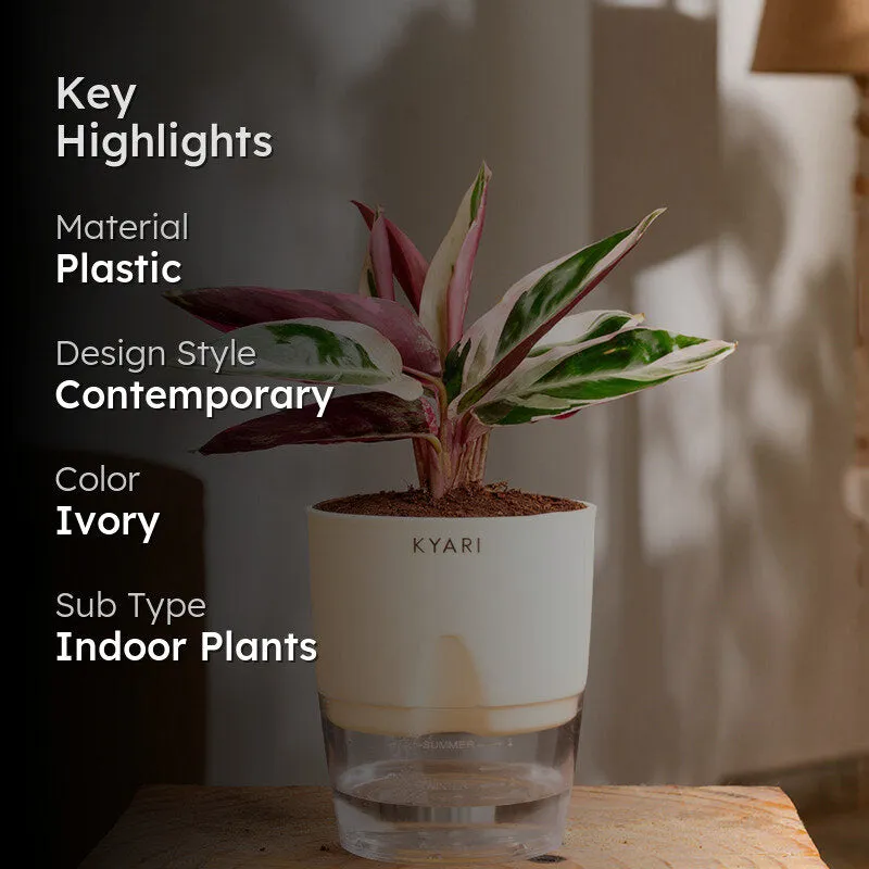 Kyari Calathea Triostar With Self Watering Pot - Ivory media 2