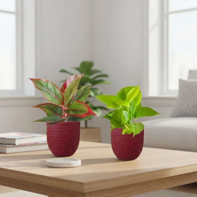 Greenkin Aglaonema & Golden Pothos Live Plants (Red) - Set Of Two media 1