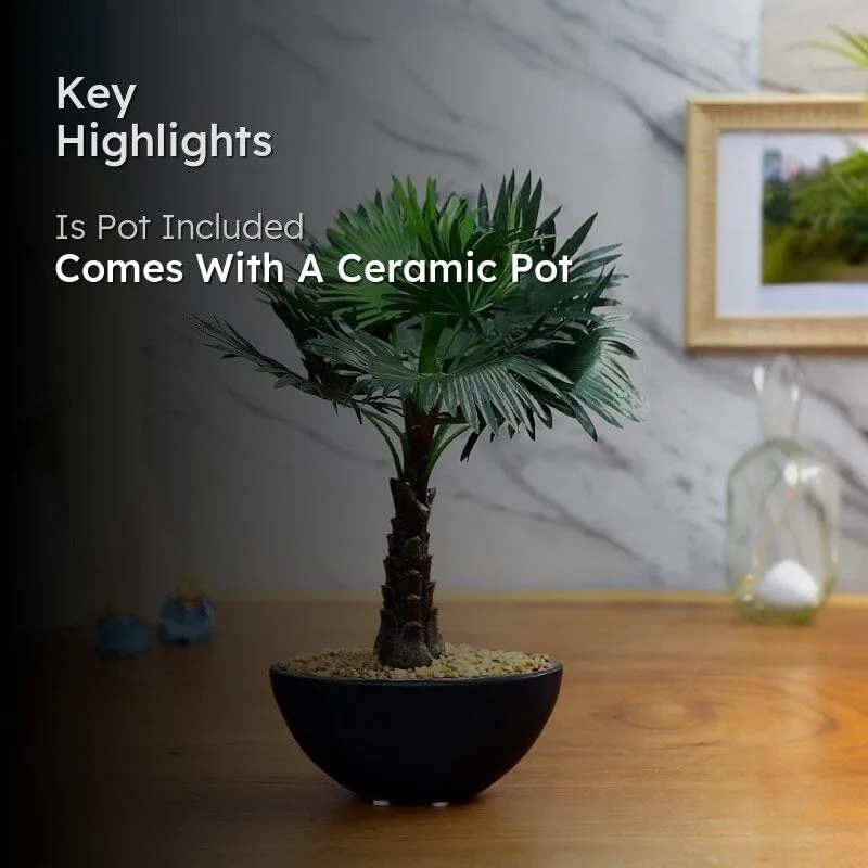 Faux Bismarkia Bonsai In Bowl Pot - 33 cms media 2
