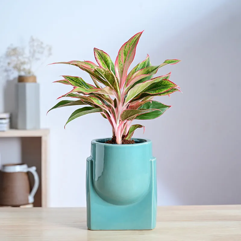 Ugaoo Minimalica Ceramic Planter - Green media 2