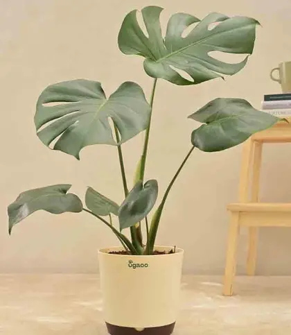 Live Plants