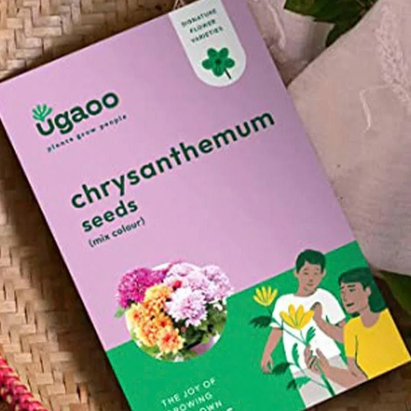 Ugaoo Chrysanthemum Multicolor Flower Seeds media 3