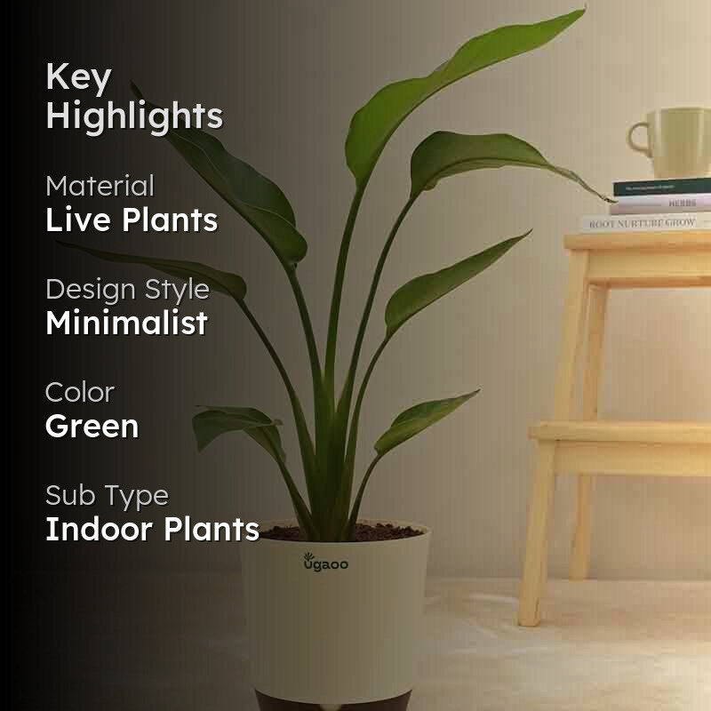 Ugaoo Bird of Paradise Plant - Big media 2